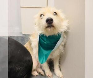 Mutt Dogs for adoption in San Antonio, TX, USA