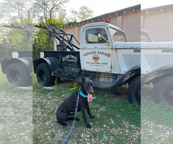 Medium Photo #5 Great Dane-Unknown Mix Puppy For Sale in Bullard, TX, USA