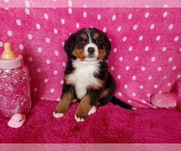 Medium Photo #8 Bernese Mountain Dog Puppy For Sale in BLACK FOREST, CO, USA