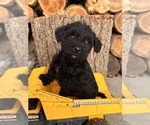 Small #1 Schnoodle (Miniature)