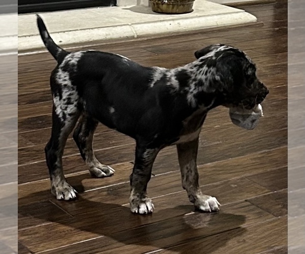 Medium Photo #3 Catahoula Leopard Dog Puppy For Sale in SPRING, TX, USA