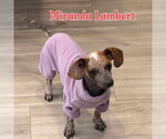 Small #34 Dachshund