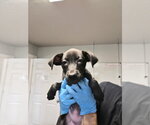 Small Photo #2 Labrador Retriever-Unknown Mix Puppy For Sale in Bolivar, MO, USA