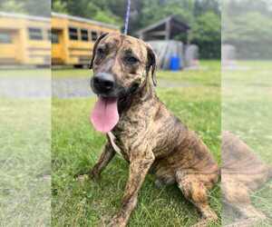 Mutt Dogs for adoption in Crandall, GA, USA