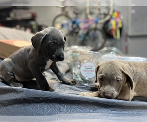 American Pit Bull Terrier-Weimaraner Mix Puppy for sale in ANTIOCH, CA, USA