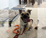 Small #2 Pug Mix