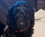 Puppy Puppy 5 Goldendoodle (Miniature)