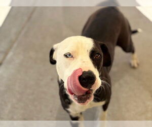 American Pit Bull Terrier-Unknown Mix Dogs for adoption in Tulsa, OK, USA