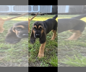 Bloodhound Litter for sale in FOLSOM, LA, USA