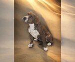 Small Photo #4 Labbe Puppy For Sale in Palatine/Kildeer/Buffalo grove, IL, USA