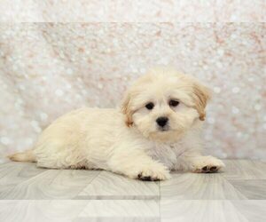 Shih-Poo Puppy for sale in MARIETTA, GA, USA