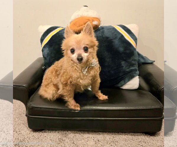 Medium Photo #2 Chihuahua Puppy For Sale in Belleuve, NE, USA