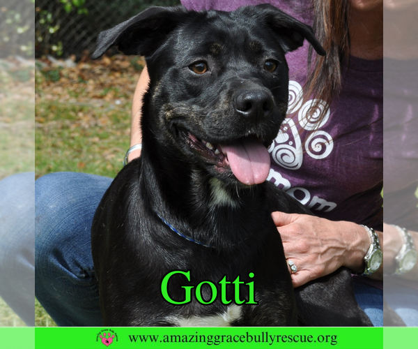 Medium Photo #1 Rottweiler-American Pit Bull Terrier Puppy For Sale in Pensacola, FL, USA