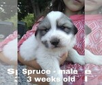 Small Photo #17 Great Pyrenees Puppy For Sale in HILLSVILLE, VA, USA