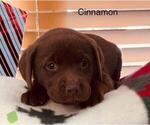 Puppy Puppy 5 Labrador Retriever
