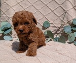 Small Photo #36 Cockapoo Puppy For Sale in GOSHEN, IN, USA