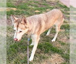Small Photo #3 Siberian Husky Puppy For Sale in Omaha, NE, USA