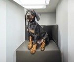Puppy Black collar Doberman Pinscher