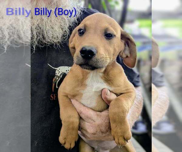 Medium Photo #1 Retriever -Unknown Mix Puppy For Sale in Aurora, IN, USA