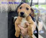 Small Retriever  Mix