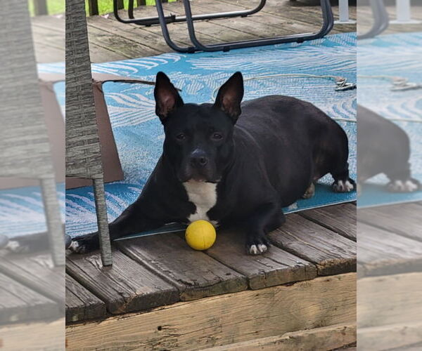 Medium Photo #2 Bulldog-Unknown Mix Puppy For Sale in Wyoming, MI, USA