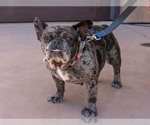 Cookie Crisp - Adopt Me! - Female French Bulldog-Unknown Mix Dog for Adoption - Photo #4
