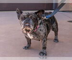Small #3 French Bulldog Mix
