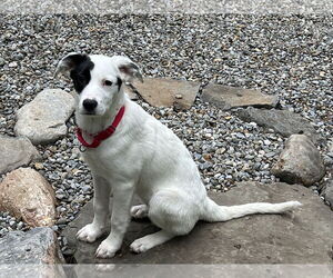 Mutt Dogs for adoption in Garden City, NY, USA