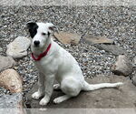 Small Mutt