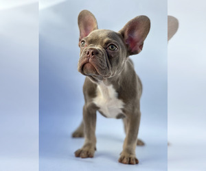 French Bulldog Puppy for sale in CABIN JOHN, MD, USA