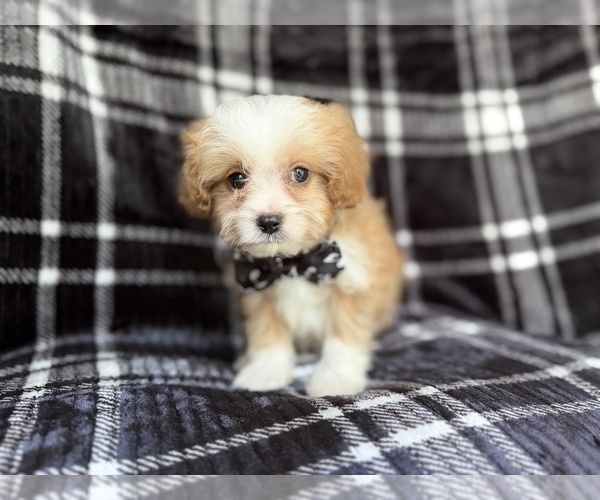 Medium Photo #7 Cavapoo Puppy For Sale in LAKELAND, FL, USA