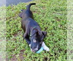 Small #2 Labrador Retriever Mix