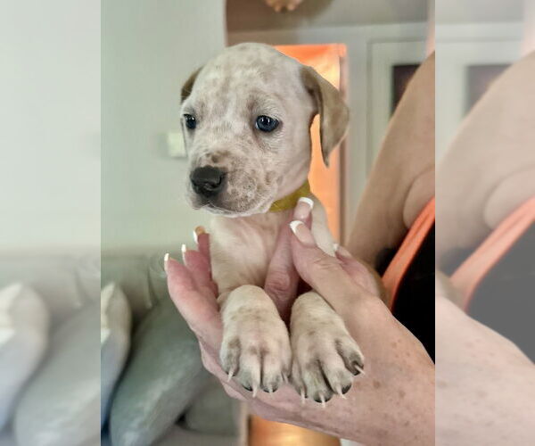 Medium Photo #2 American Staffordshire Terrier-Unknown Mix Puppy For Sale in Brewster, NY, USA
