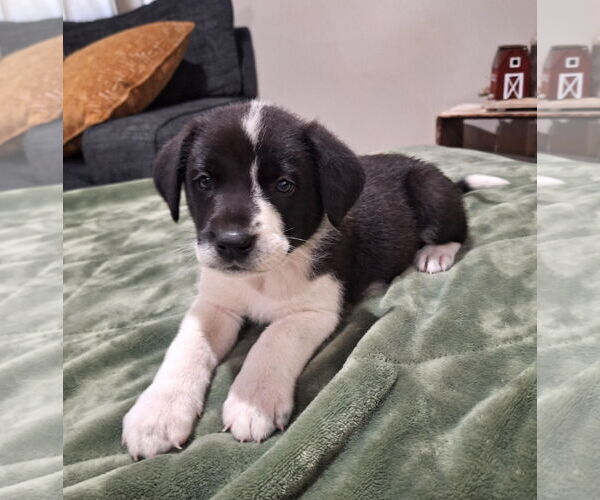 Medium Photo #2 Border Collie-Unknown Mix Puppy For Sale in Wakefield, RI, USA
