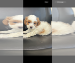 Puppy Oatmeal Cavapoo