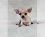 Chihuahuas - Female Chihuahua Puppy for Sale - Photo #6