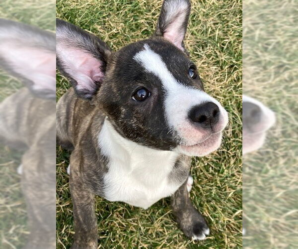 Medium Photo #11 Mutt Puppy For Sale in Plainfield, IL, USA