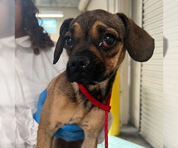 Medium Photo #1 Pug-Unknown Mix Puppy For Sale in Las Vegas, NV, USA