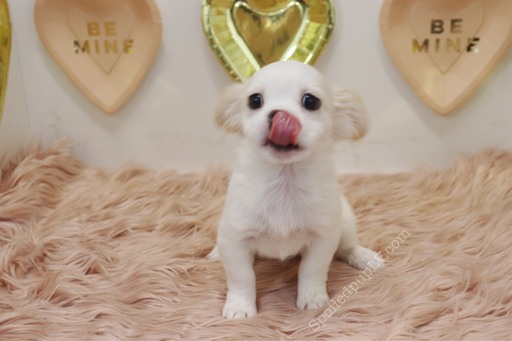 Medium Photo #2 Peke-A-Poo Puppy For Sale in LAS VEGAS, NV, USA