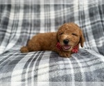 Small #6 Goldendoodle (Miniature)