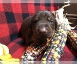 Small Photo #10 Doberman Pinscher Puppy For Sale in WESTON, WI, USA