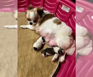 Mother of the Chihuahua puppies born on 10/14/2023