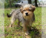 Small #7 Mutt