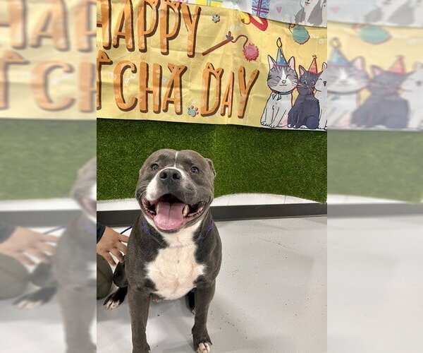 Medium Photo #2 Staffordshire Bull Terrier Puppy For Sale in Temple, TX, USA