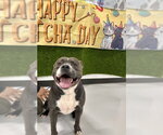 Small #1 Staffordshire Bull Terrier