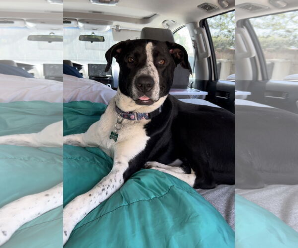 Medium Photo #6 Australian Shepherd-Maremma Sheepdog Mix Puppy For Sale in Dana Point, CA, USA