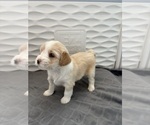 Small #1 Tibetan Terrier