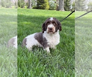 Mother of the Havanese puppies born on 03/05/2026