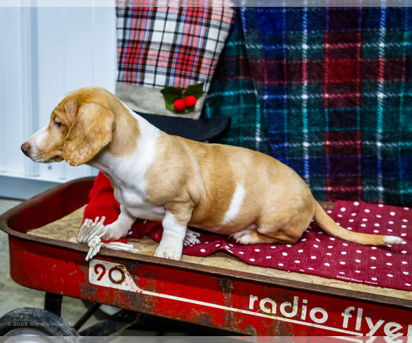 Medium Photo #15 Dachshund Puppy For Sale in WAKARUSA, IN, USA