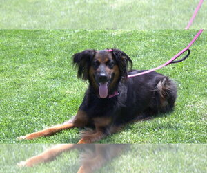Daisy Ann - Adopt Me! - Female German Shepherd Dog-Unknown Mix Dog for Adoption - Photo #23